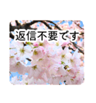 暮らしに花を♪桜(敬語)（個別スタンプ：24）
