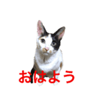 ウチん家のねこ（個別スタンプ：1）