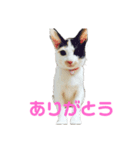 ウチん家のねこ（個別スタンプ：3）