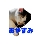 ウチん家のねこ（個別スタンプ：4）