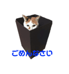 ウチん家のねこ（個別スタンプ：5）