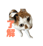 ウチん家のねこ（個別スタンプ：6）