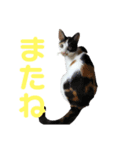ウチん家のねこ（個別スタンプ：7）
