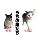 ウチん家のねこ（個別スタンプ：8）