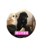 キングとチロル（個別スタンプ：1）