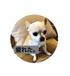 キングとチロル（個別スタンプ：2）