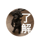 キングとチロル（個別スタンプ：4）