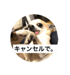 キングとチロル（個別スタンプ：5）