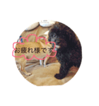 キングとチロル（個別スタンプ：7）