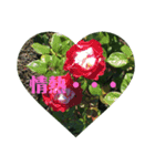 花スタンプで華を！2（個別スタンプ：8）