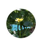 花スタンプで華を！2（個別スタンプ：14）