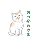 敬語で使いやすい！ブサカワ猫スタンプ（個別スタンプ：3）