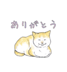 敬語で使いやすい！ブサカワ猫スタンプ（個別スタンプ：5）