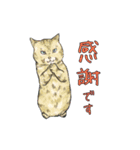 敬語で使いやすい！ブサカワ猫スタンプ（個別スタンプ：7）