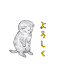 敬語で使いやすい！ブサカワ猫スタンプ（個別スタンプ：13）