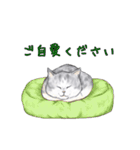 敬語で使いやすい！ブサカワ猫スタンプ（個別スタンプ：16）