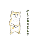 敬語で使いやすい！ブサカワ猫スタンプ（個別スタンプ：19）