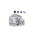 敬語で使いやすい！ブサカワ猫スタンプ（個別スタンプ：23）
