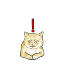 敬語で使いやすい！ブサカワ猫スタンプ（個別スタンプ：27）
