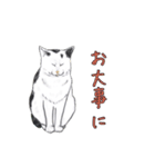 敬語で使いやすい！ブサカワ猫スタンプ（個別スタンプ：35）