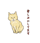 敬語で使いやすい！ブサカワ猫スタンプ（個別スタンプ：38）