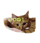 茶トラ猫のおんなのこ、べるしく（個別スタンプ：4）