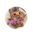 茶トラ猫のおんなのこ、べるしく（個別スタンプ：5）