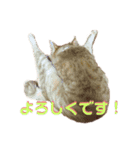 茶トラ猫のおんなのこ、べるしく（個別スタンプ：7）