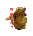 天国に行ってしまったラン！元気かな？（個別スタンプ：3）