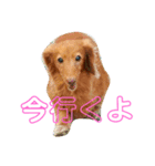 天国に行ってしまったラン！元気かな？（個別スタンプ：5）