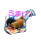 天国に行ってしまったラン！元気かな？（個別スタンプ：7）