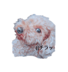 わん子の日常（個別スタンプ：8）