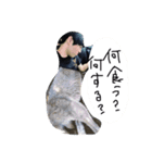だいぶかっこいいです！（個別スタンプ：4）