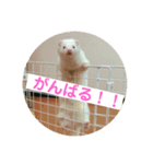けーきちゃん！スタンプ（個別スタンプ：1）