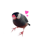 文鳥のチッチとピッピ（個別スタンプ：1）