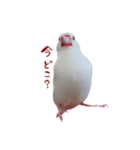 文鳥のチッチとピッピ（個別スタンプ：4）