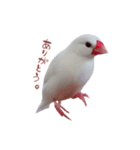 文鳥のチッチとピッピ（個別スタンプ：5）