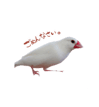 文鳥のチッチとピッピ（個別スタンプ：6）