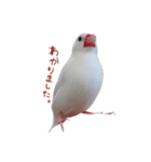 文鳥のチッチとピッピ（個別スタンプ：7）