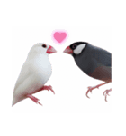 文鳥のチッチとピッピ（個別スタンプ：8）
