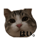 チロ助スタンプ9（個別スタンプ：1）