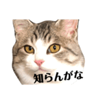 チロ助スタンプ9（個別スタンプ：7）