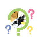 黒柴 弥七と大雅（個別スタンプ：3）