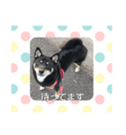 黒柴 弥七と大雅（個別スタンプ：5）