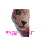 日常使えるスタンプ〜誰が買うねん？〜（個別スタンプ：21）
