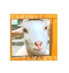 今日も茶色いコタローお猫 2（個別スタンプ：8）