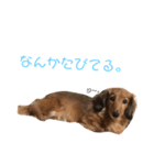 おデブのマロン。（個別スタンプ：2）