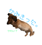 おデブのマロン。（個別スタンプ：3）