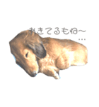おデブのマロン。（個別スタンプ：4）