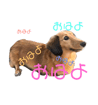 おデブのマロン。（個別スタンプ：7）